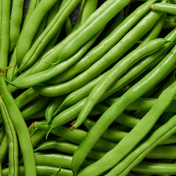 Bean Seeds - Bush - Strike - Alliance of Native Seedkeepers - Vegetable Seeds
