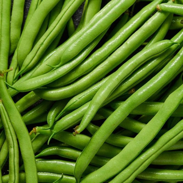 Bean Seeds - Bush - Strike - Alliance of Native Seedkeepers - Vegetable Seeds