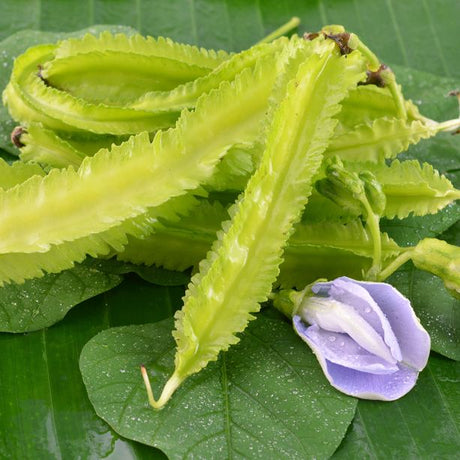 Bean Seeds - Pole - Winged - Alliance of Native Seedkeepers - Vegetable Seeds