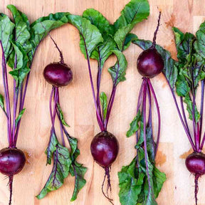 Beet Seeds - Crosby Egyptian - Alliance of Native Seedkeepers - 
