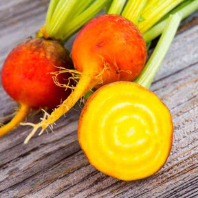 Beet Seeds - Golden Detroit - Alliance of Native Seedkeepers - 