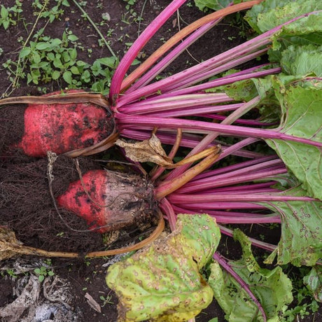 Beet Seeds - Red Mammoth Mangel - Alliance of Native Seedkeepers - 