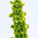 Bells of Ireland Seeds - Alliance of Native Seedkeepers - Flower Seeds