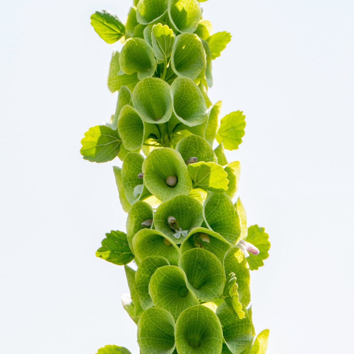 Bells of Ireland Seeds - Alliance of Native Seedkeepers - Flower Seeds