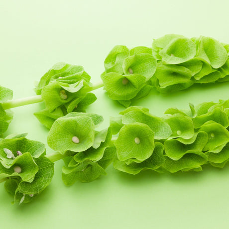 Bells of Ireland Seeds - Alliance of Native Seedkeepers - Flower Seeds