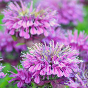 Bergamot Seeds - Wild Bee Balm - Alliance of Native Seedkeepers - Flower Seeds