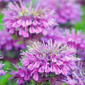 Bergamot Seeds - Wild Bee Balm - Alliance of Native Seedkeepers - Flower Seeds
