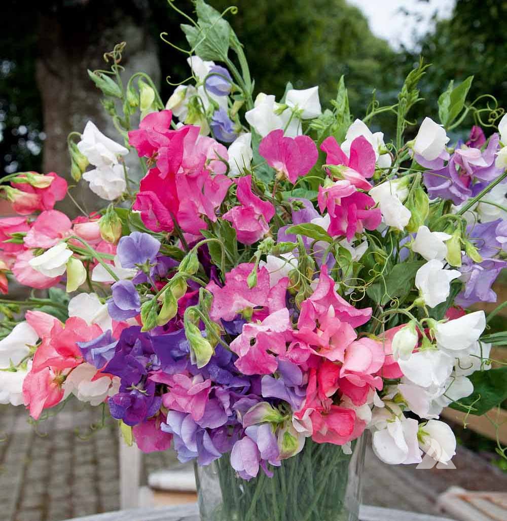 Sweet Peas Seeds - Bijou Mix