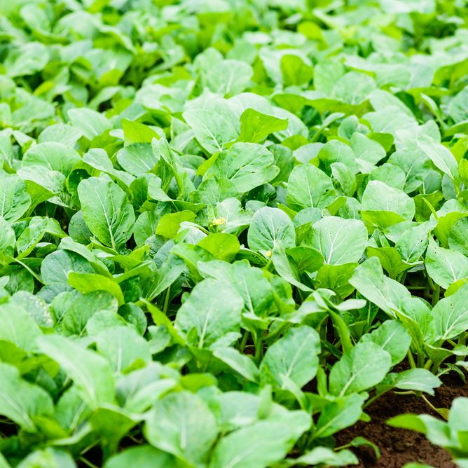 Broccoli Seeds - Chinese Broccoli - Kailan - Alliance of Native Seedkeepers - 