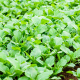 Broccoli Seeds - Chinese Broccoli - Kailan - Alliance of Native Seedkeepers - 
