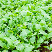 Broccoli Seeds - Chinese Broccoli - Kailan - Alliance of Native Seedkeepers - 
