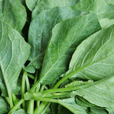 Broccoli Seeds - Chinese Broccoli - Kailan - Alliance of Native Seedkeepers - 