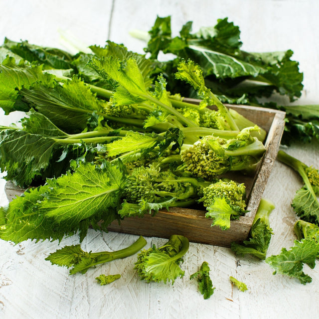 Broccoli Seeds - Rabe Spring Rapini - Alliance of Native Seedkeepers - Vegetable Seeds