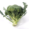 Broccoli Seeds - Waltham 29 - Alliance of Native Seedkeepers - Vegetable Seeds