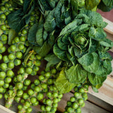 Brussels Sprout Seeds - Catskill - Alliance of Native Seedkeepers - Vegetable Seeds