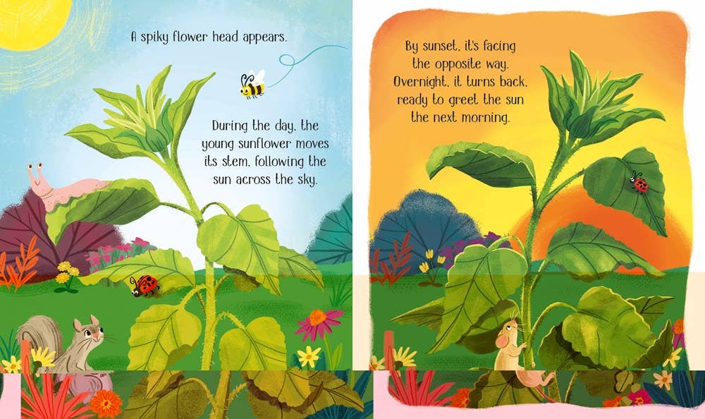 One Little Seed board book : Usborne
