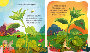 One Little Seed board book : Usborne