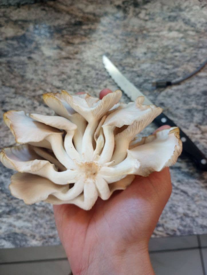 Mushroom Growing Kit