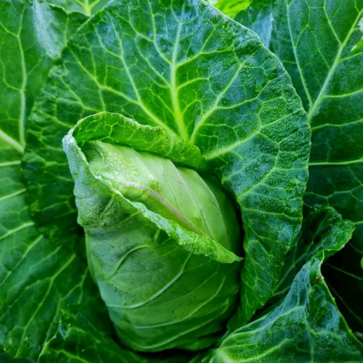 Cabbage - Charleston Wakefield - Alliance of Native Seedkeepers - Vegetable Seeds
