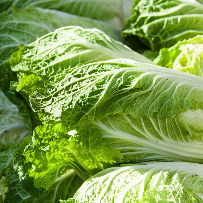 Cabbage Seeds - Chinese - Aichi - Alliance of Native Seedkeepers - 