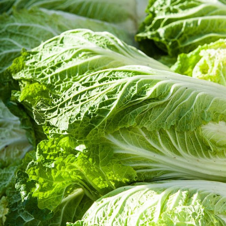 Cabbage Seeds - Chinese - Aichi - Alliance of Native Seedkeepers - 