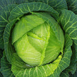 Cabbage Seeds - Copenhagen Cabbage - Alliance of Native Seedkeepers - Vegetable Seeds