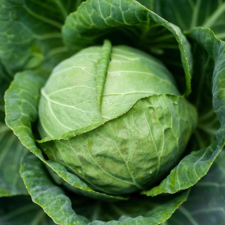 Danish Ballhead Cabbage Seeds