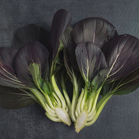 Cabbage Seeds - Pak Choi (Bok Choy) - Purple Gem F1 - Alliance of Native Seedkeepers - Vegetable Seeds