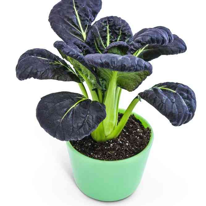 スーパー村木ング Cabbage Seeds - Purple Gem Pak Choi Seeds - Fresh Harvest | AONSK