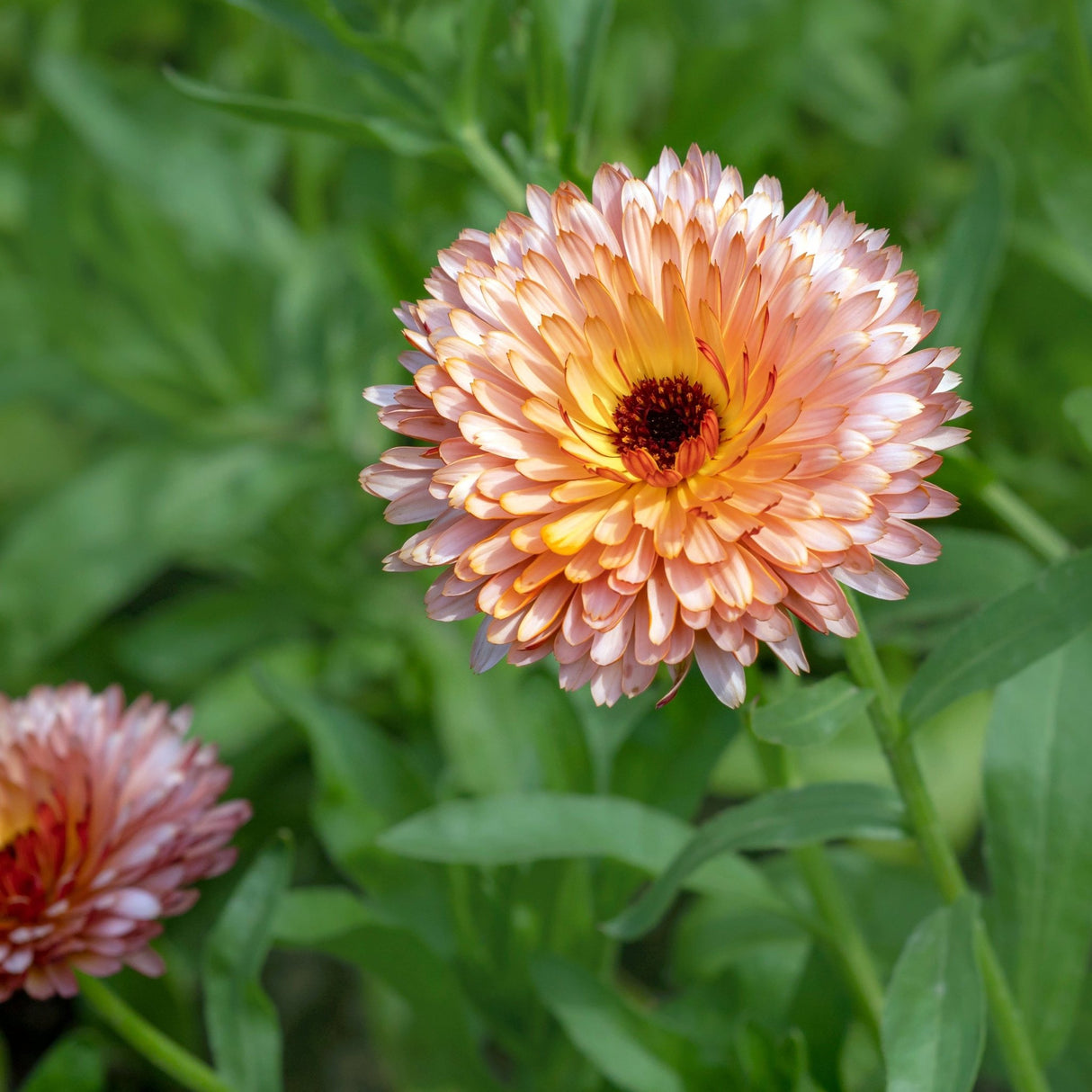 Dark Olive Green Calendula Seeds - Strawberry Blonde Alliance Of Native Seedkeepers Flower Seeds