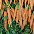 Carrot Seeds - Bambino - Alliance of Native Seedkeepers - 