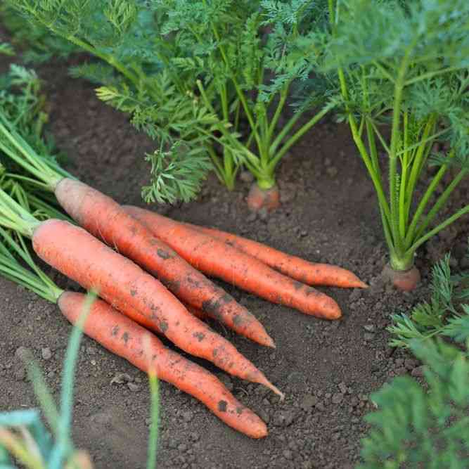 Tendersweet Carrot Seeds