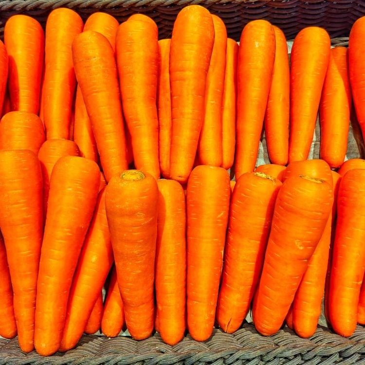 Carrot - Shin Kuroda 8" - Alliance of Native Seedkeepers - 