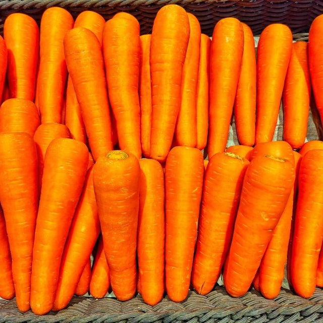 Carrot - Shin Kuroda 8" - Alliance of Native Seedkeepers - 
