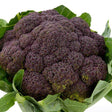 Cauliflower Seeds - Violet Queen - Alliance of Native Seedkeepers - 