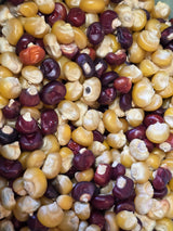 Corn Seeds - Flint - Abenaki Calais