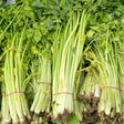 Celery Seeds - Chinese Light Green - Alliance of Native Seedkeepers - 