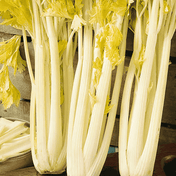Celery Seeds - Golden Boy - Alliance of Native Seedkeepers - Vegetable Seeds