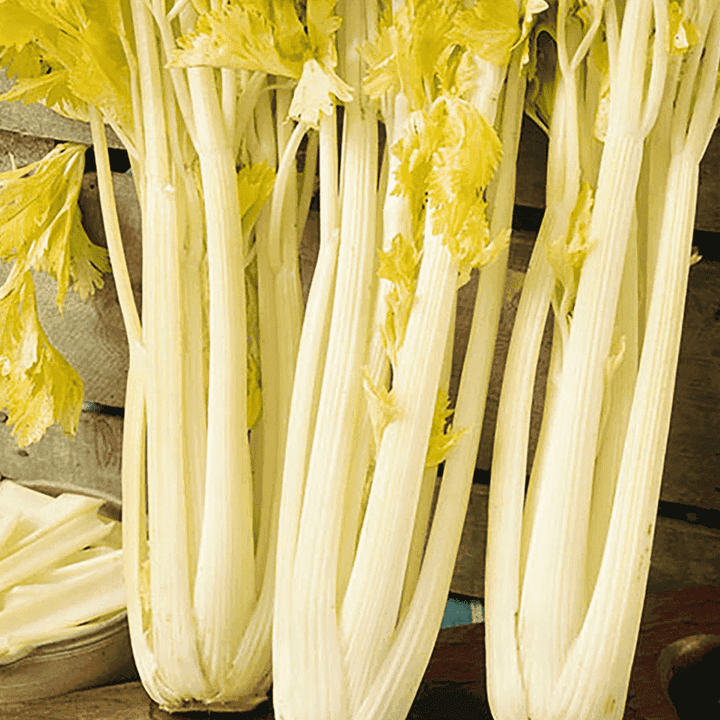 Golden Boy Celery Seeds