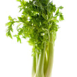 Celery Seeds - Golden Self Blanching - Alliance of Native Seedkeepers - 