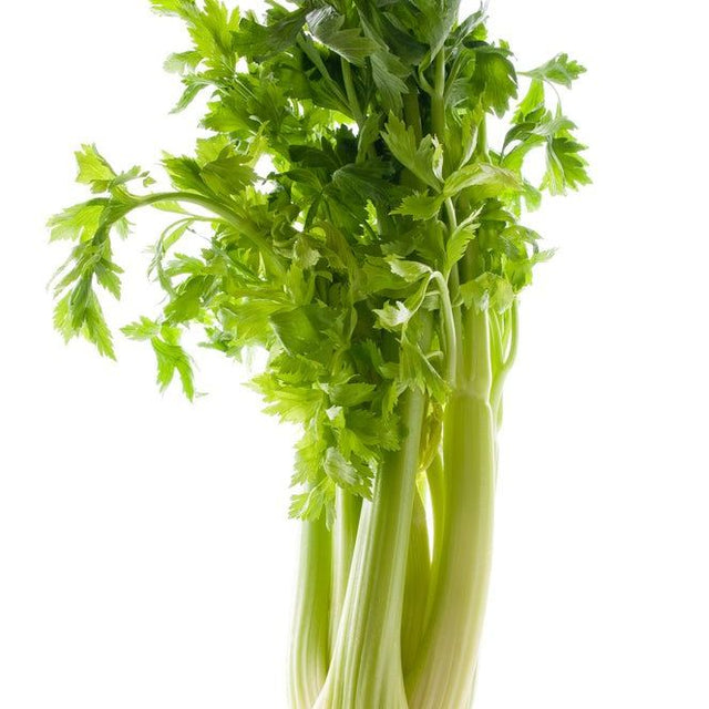Celery Seeds - Golden Self Blanching - Alliance of Native Seedkeepers - 