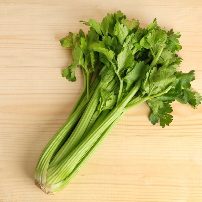 Celery Seeds - Tendercrisp - Alliance of Native Seedkeepers - 