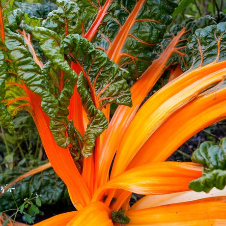 Chard Seeds - Swiss - Oriole Orange - Alliance of Native Seedkeepers - Vegetable Seeds