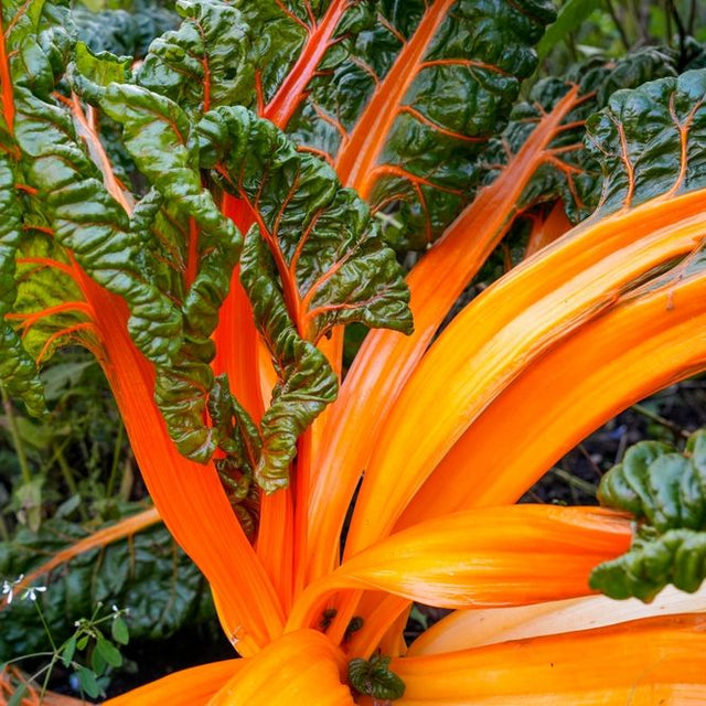 Chard Seeds - Swiss - Oriole Orange - Alliance of Native Seedkeepers - Vegetable Seeds