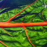 Chard Seeds - Swiss - Oriole Orange - Alliance of Native Seedkeepers - Vegetable Seeds