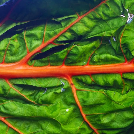 Chard Seeds - Swiss - Oriole Orange - Alliance of Native Seedkeepers - Vegetable Seeds