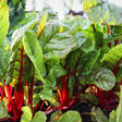 Chard Seeds - Swiss - Ruby Red - Alliance of Native Seedkeepers - Vegetable Seeds