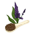 Bisque Chia Seeds - Black chia Alliance Of Native Seedkeepers Vegetable Seeds