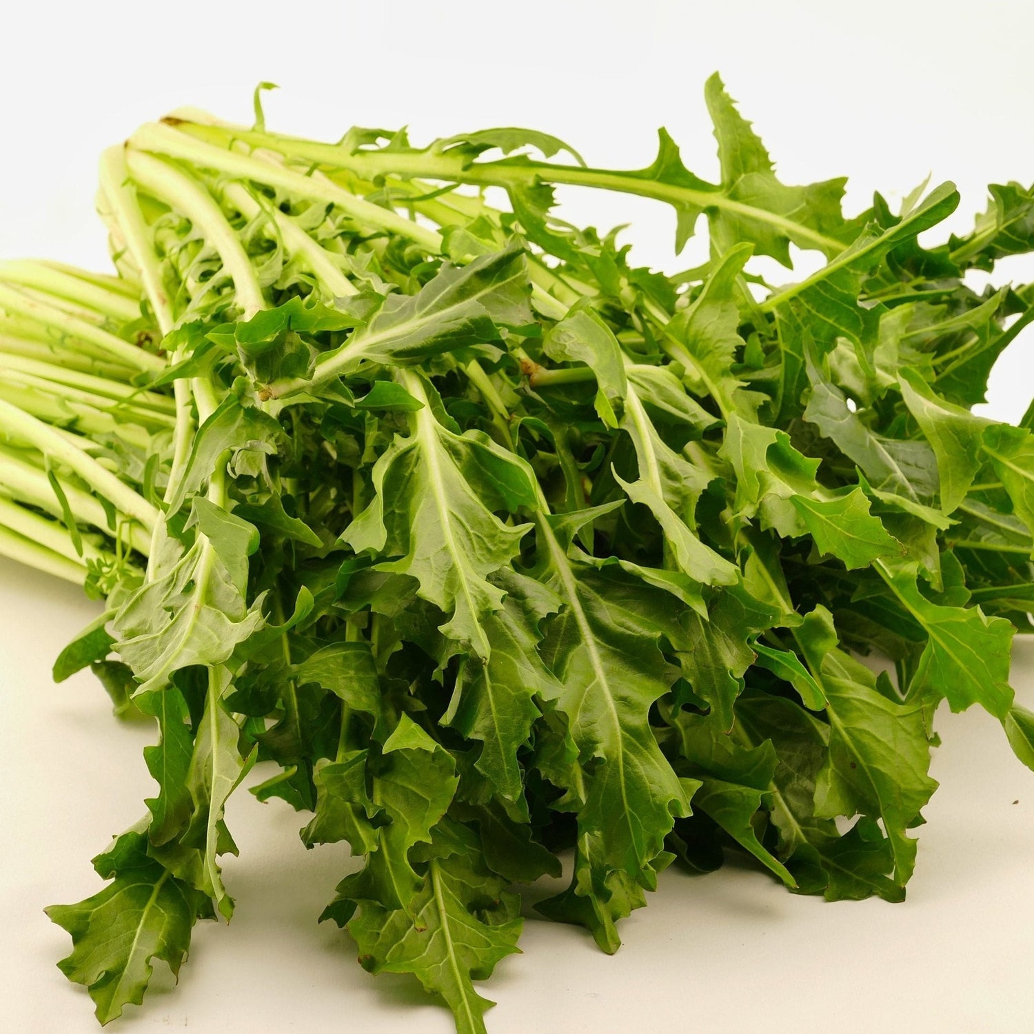 Chicory Seeds - Oasis - Alliance of Native Seedkeepers - Herb Seeds