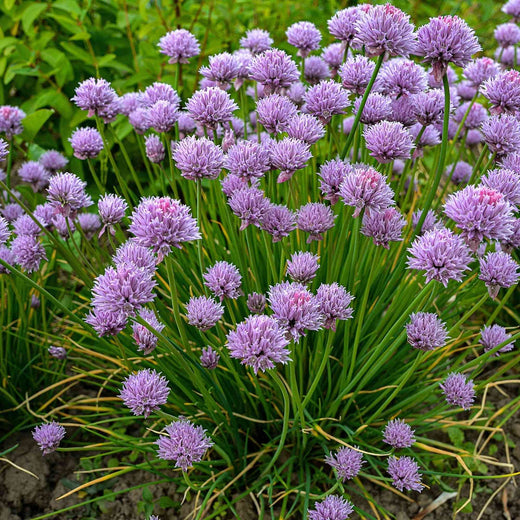 Allium Schoenoprasum Chives